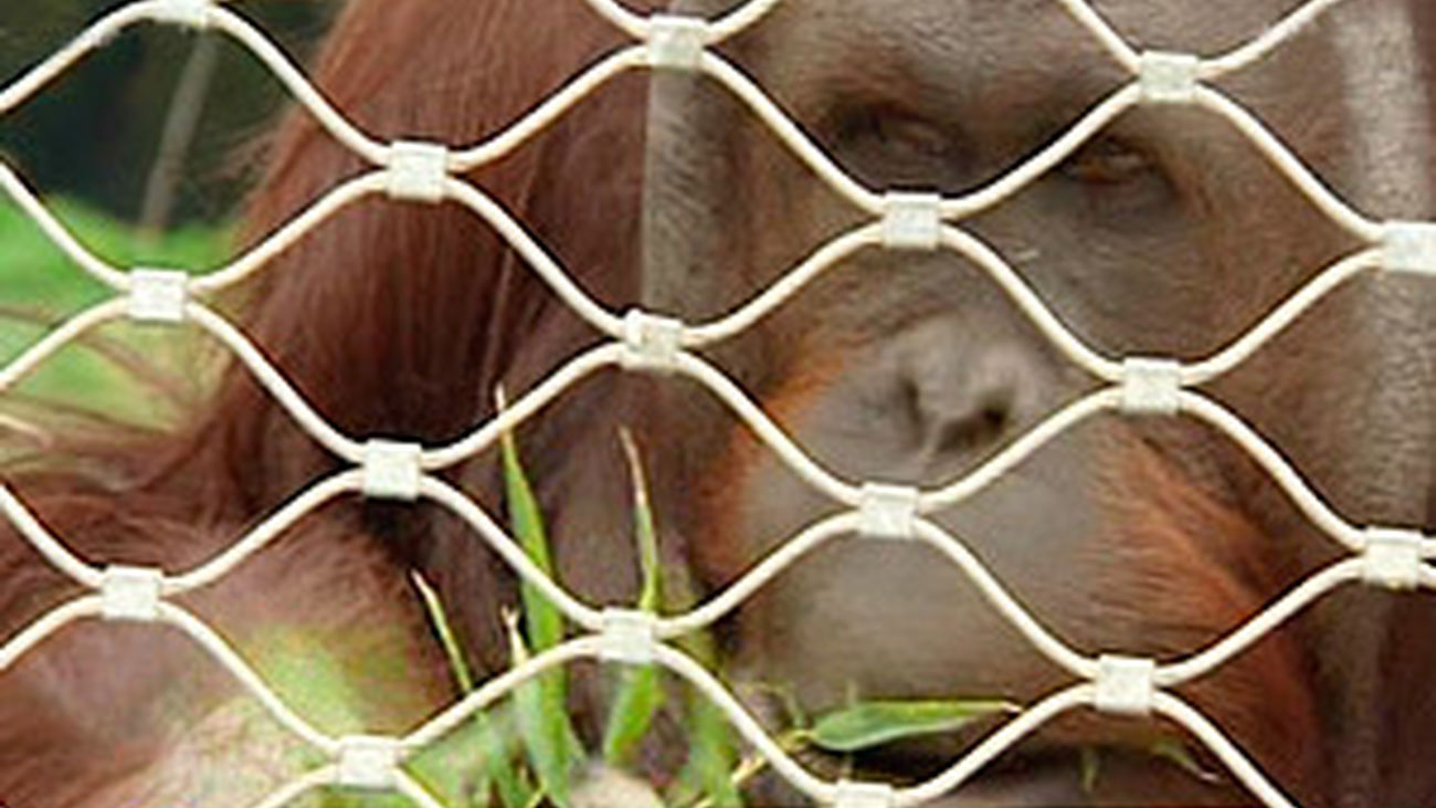 Un orangután superdotado en el Zoo de Madrid