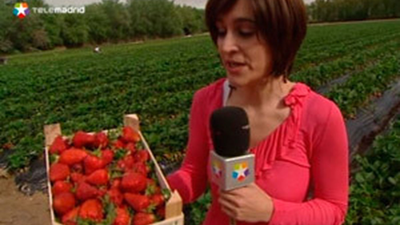 Las lluvias de abril traen ricas fresas
