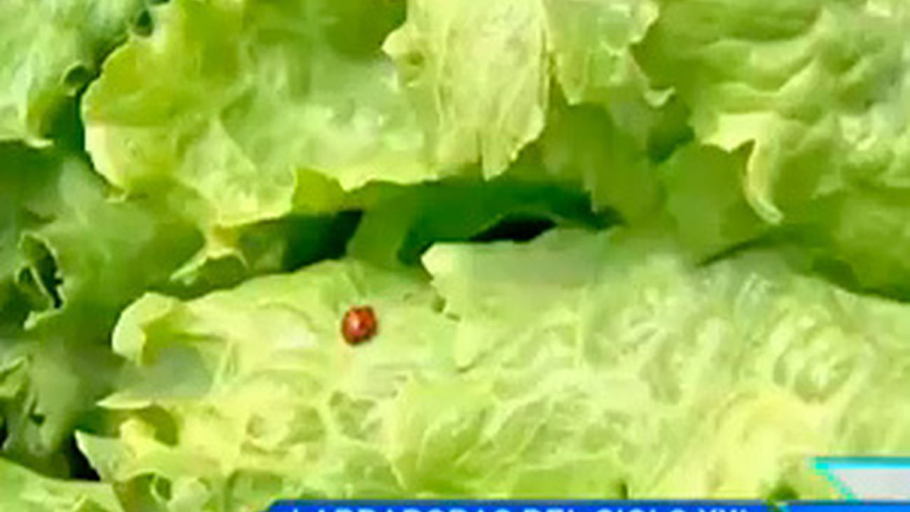 Labradoras del siglo XXI