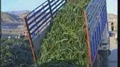 Un año de la "crisis del pepino"