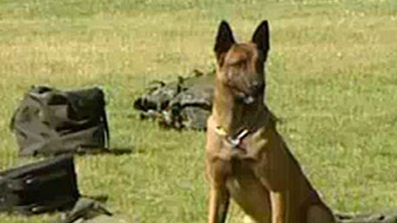 Fito, el perro más solidario