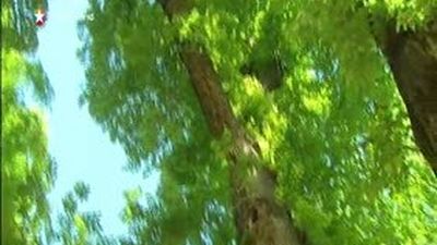 Madrid clona 31 arboles centenarios de 14 municipios