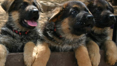 Madrid acoge este fin de semana la feria "100x100 Mascota"