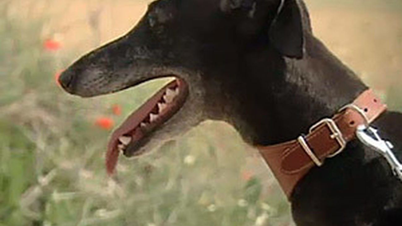 Amantes de los galgos