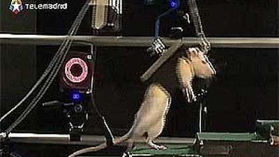 Científicos suizos logran que vuelva a andar una rata con la médula seccionada