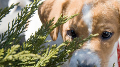 Perrotón 2012, la 1ª Carrera Solidaria por la Tenencia Responsable de mascotas