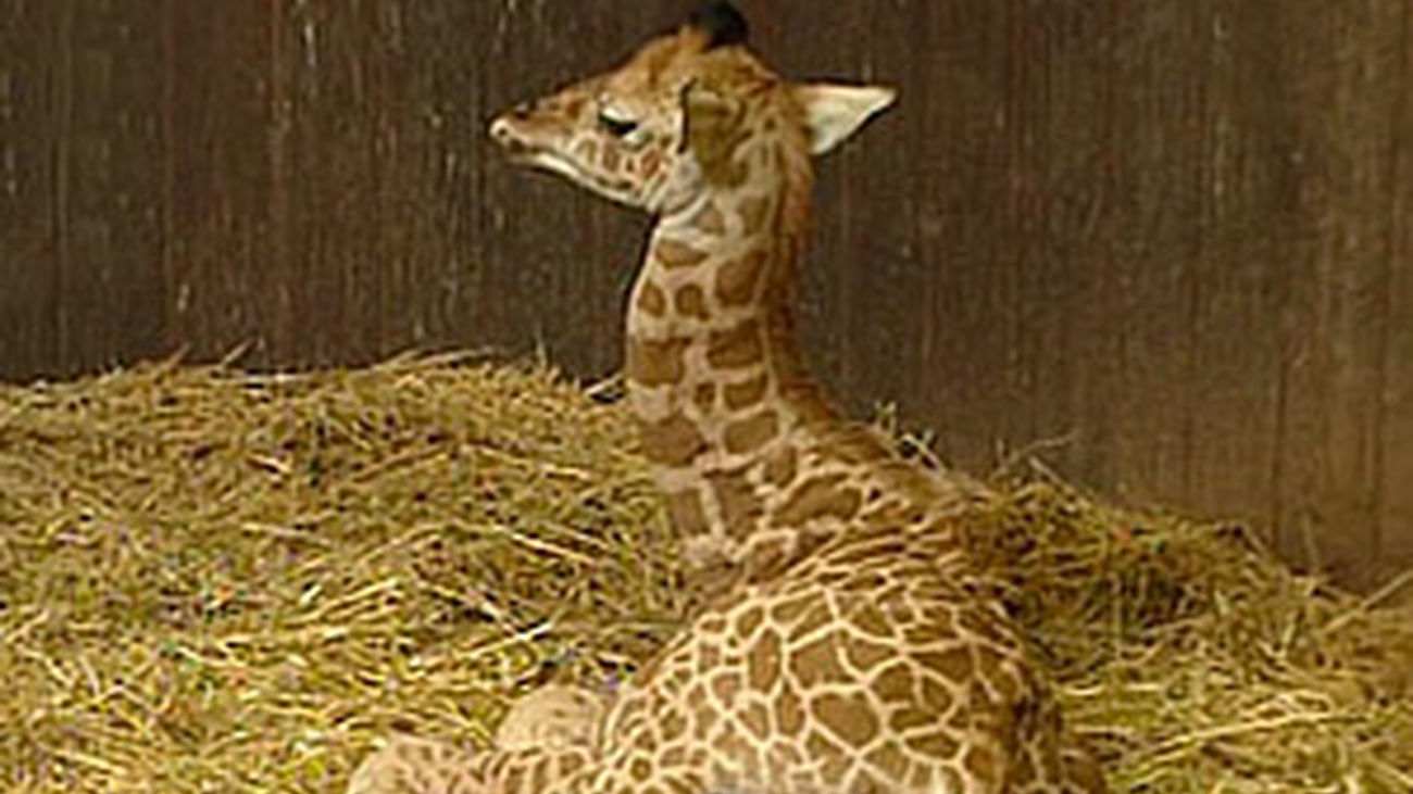 Nace una nueva cría de jirafa en el Zoo de Madrid