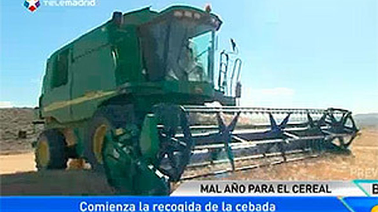 Mal año para el cereal en Madrid