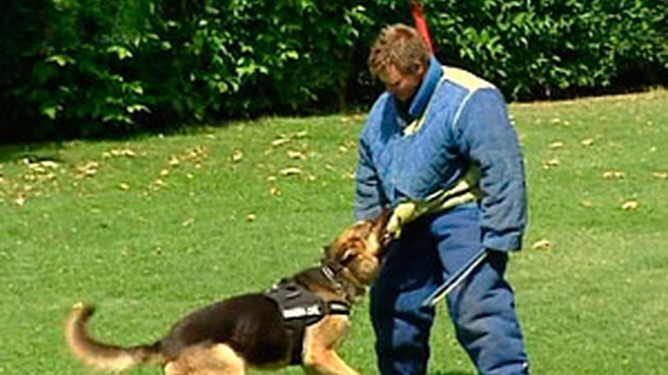 Los perros policía de la Guardia Civil