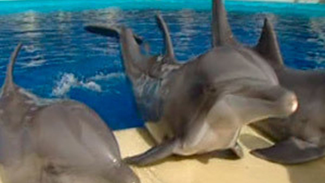 Vuelven las noches del zoo