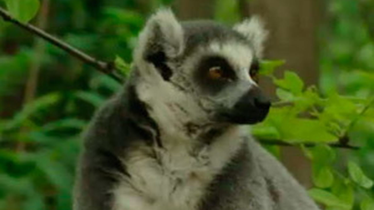 Desayunando con lémures en Faunia