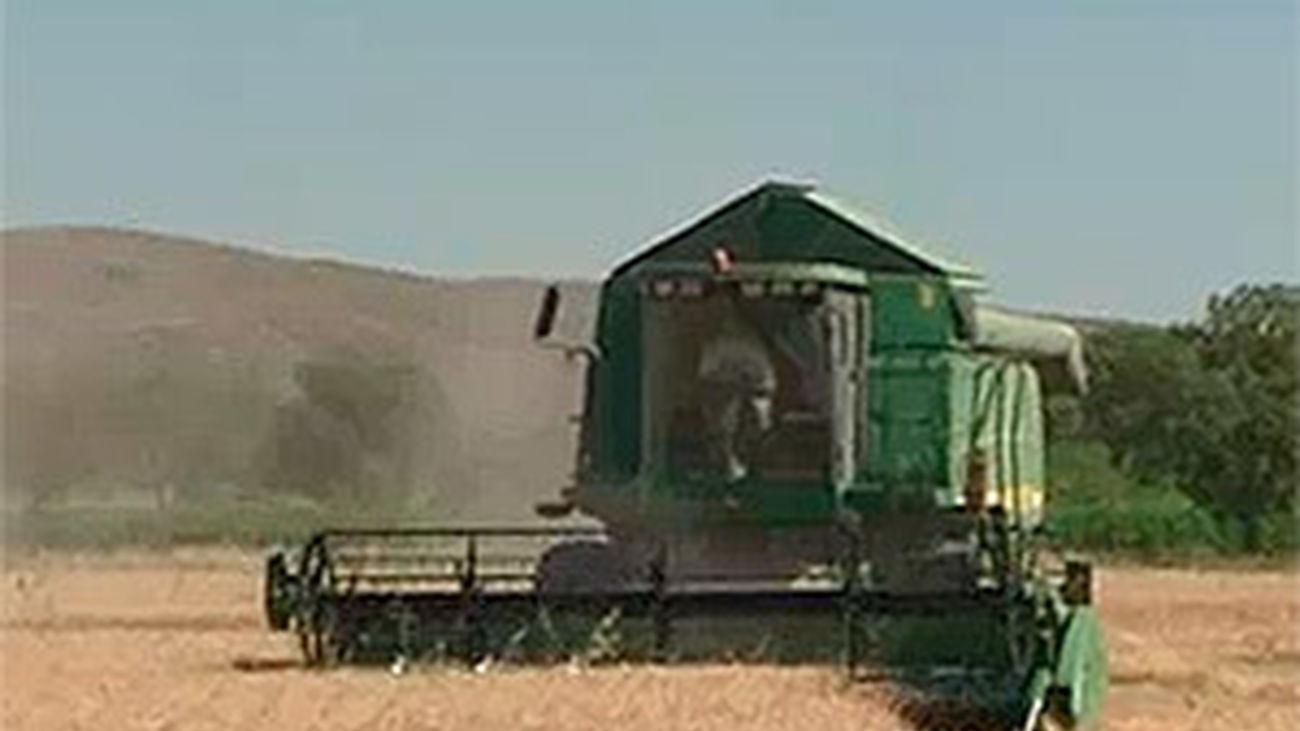 Así va la recogida del trigo