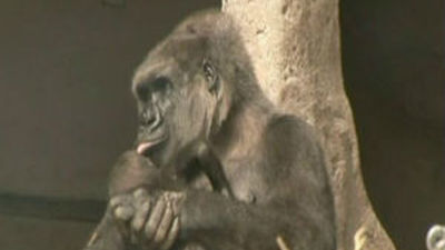 El Zoo cumple 40 años