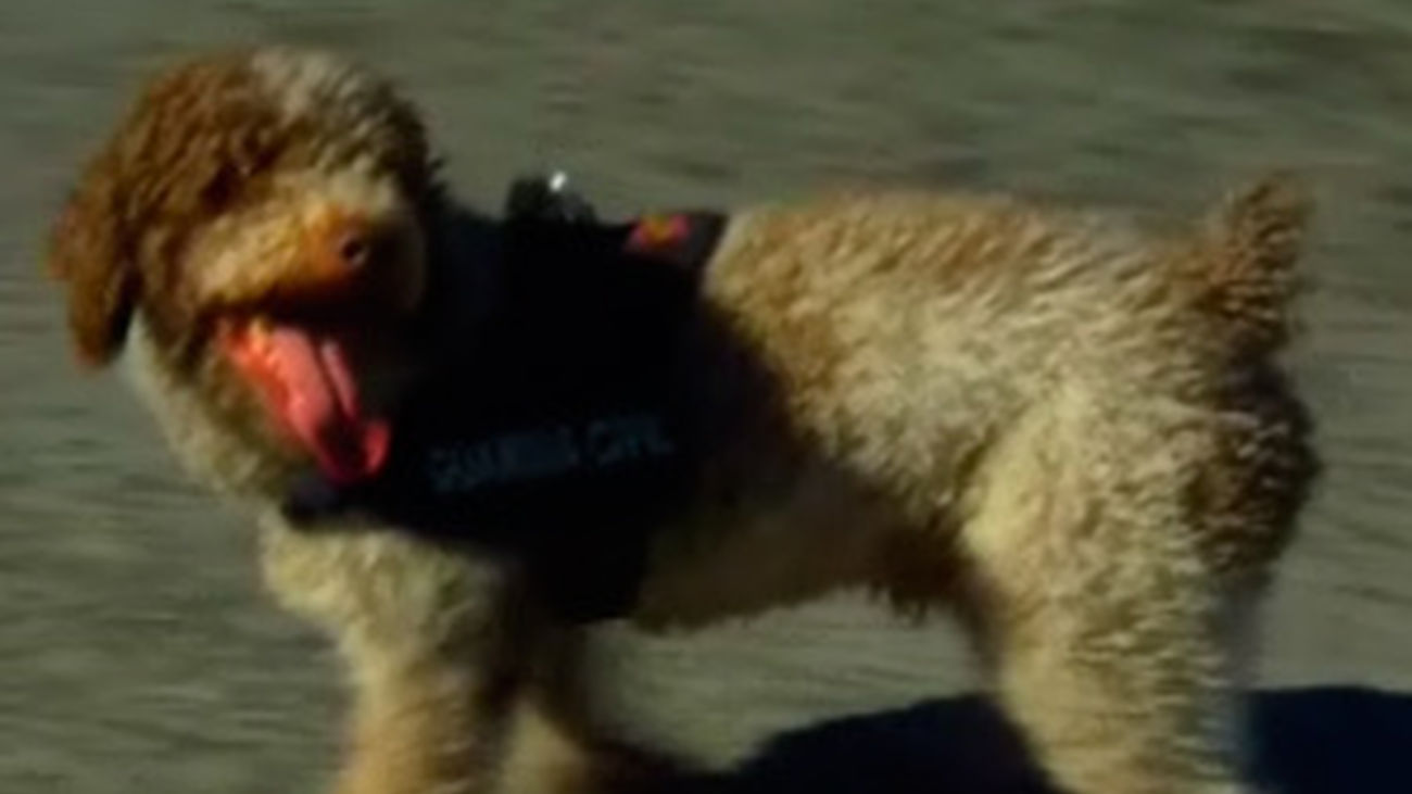 Agente especial: capítulo 7