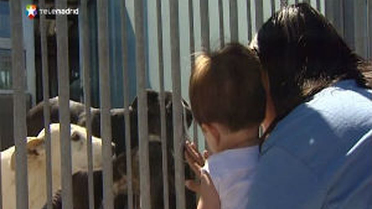 Mascotas abandonadas