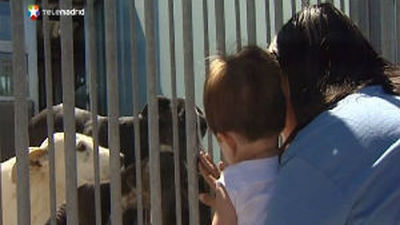 Cada verano se abandonan a 8000 perros en Madrid