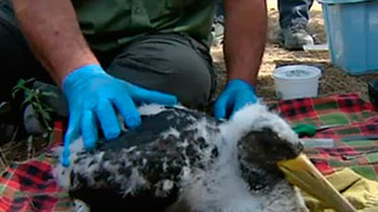 Cigüeñas negras madrileñas en peligro de extinción