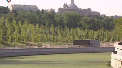 Una plaga de algas invade la ribera del Manzanares