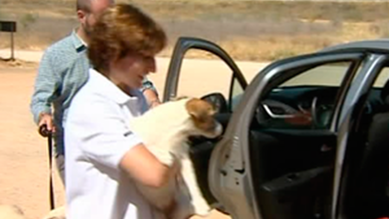 ¿Viajan seguras nuestras mascotas?