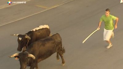 Perales celebra sus fiestas con los tradicionales encierros