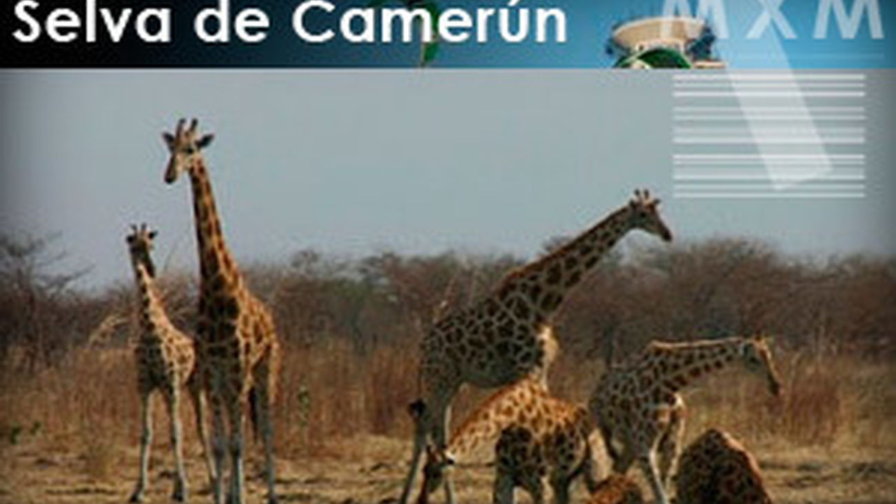 Madrileños por el mundo: Selva de Camerún