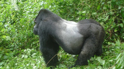 Madrileños por el Mundo: Congo