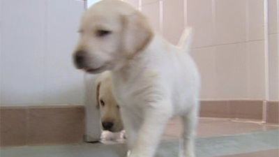 Más de 200 personas con discapacidad visual usan perros-guía en la Comunidad de Madrid