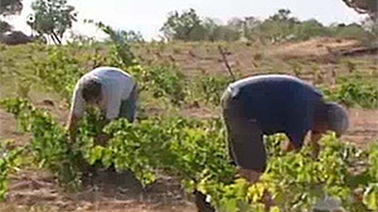 Arranca la vendimia en Madrid