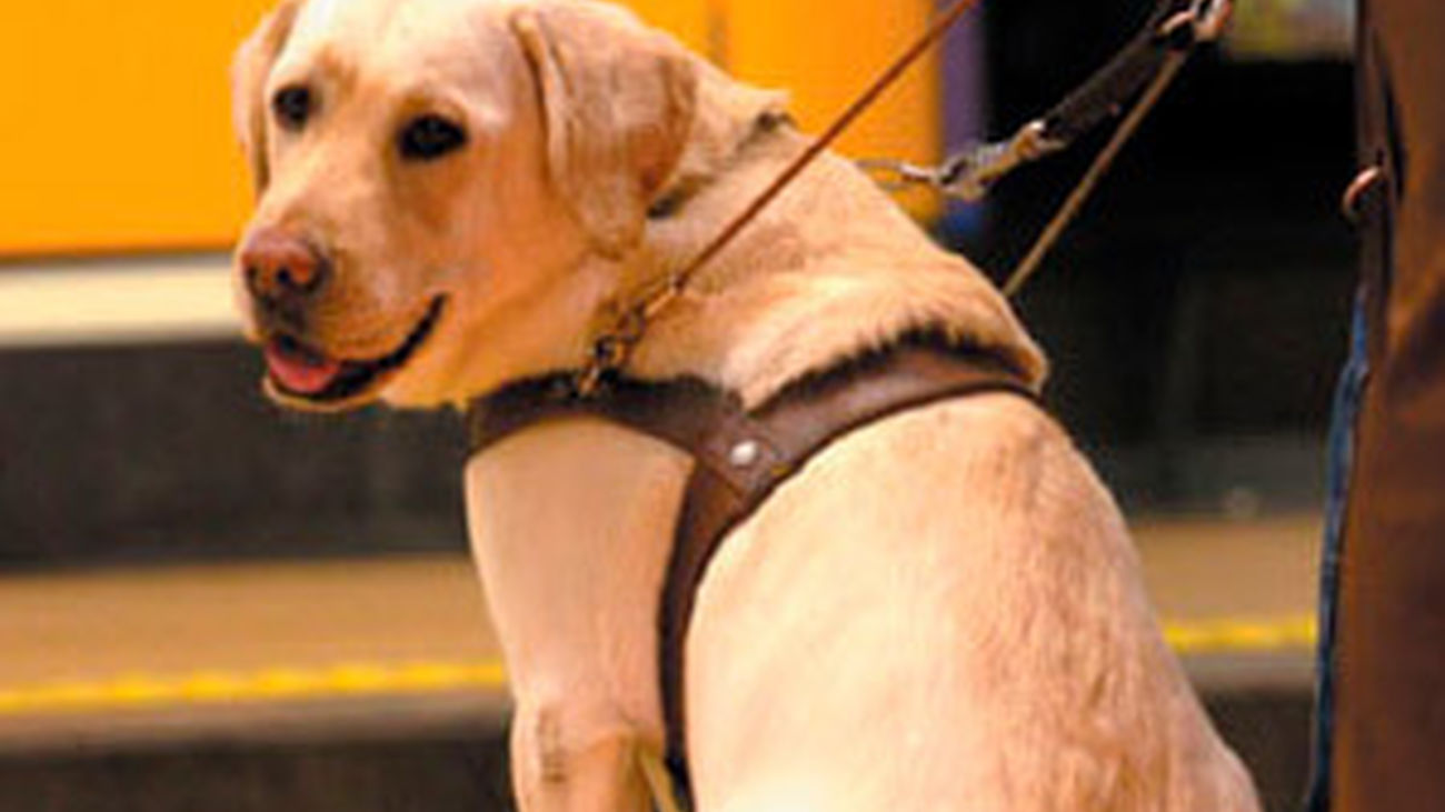 Al perro de sus ojos