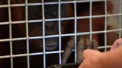 Los monos de los zoológicos de Estados Unidos y Canadá usan "tabletas"