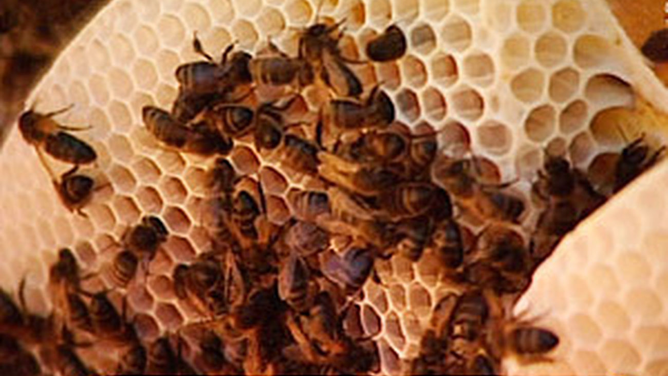 Permapicultura: respeto total a las abejas