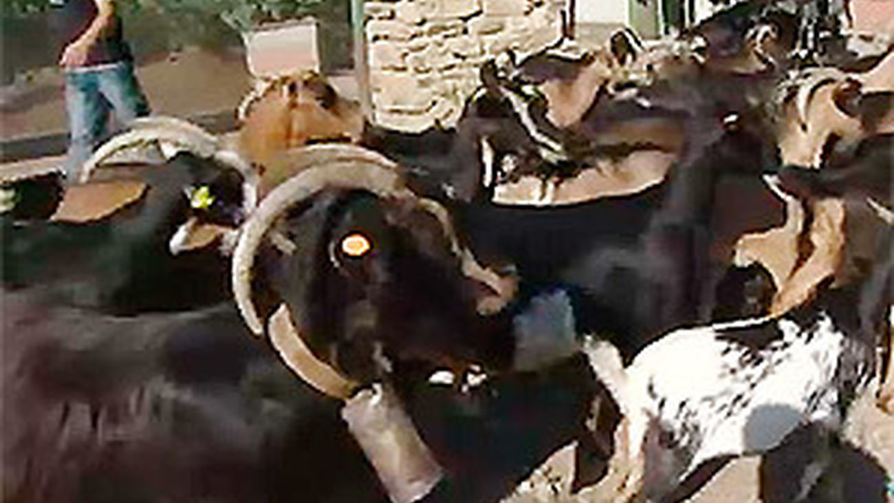 La ganadería, primera "patrulla anti incendios"