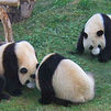 Los pandas del Zoo cumplen dos años
