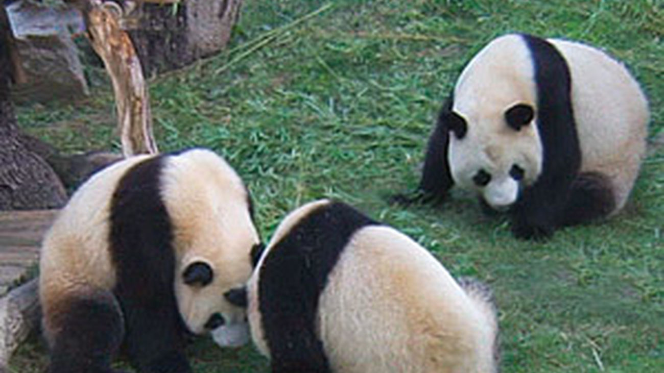Los pandas del Zoo cumplen dos años