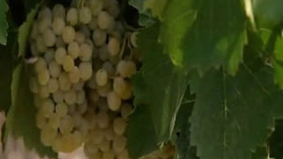 Arranca oficialmente la vendimia en Madrid, que augura vinos de calidad