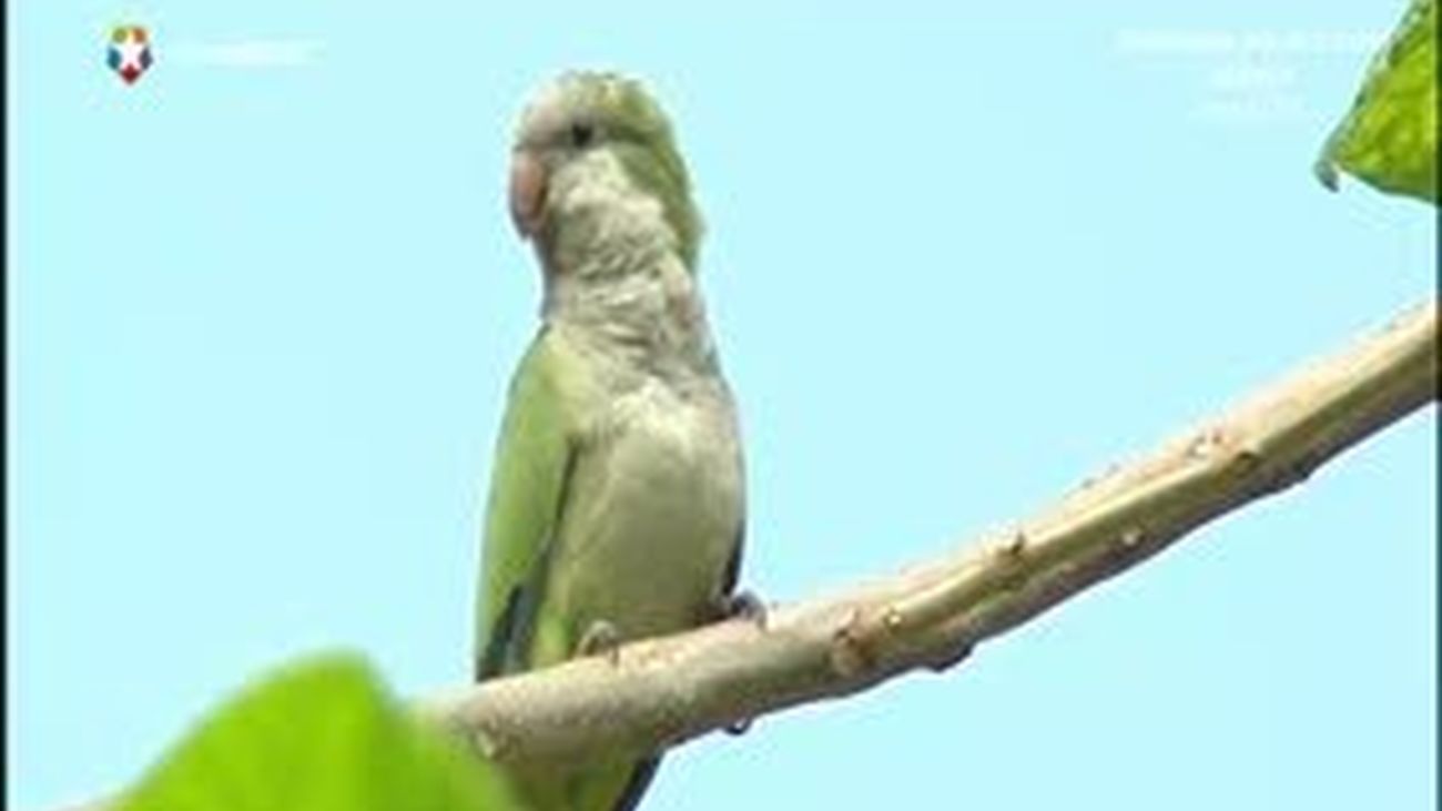 Invasión de cotorras