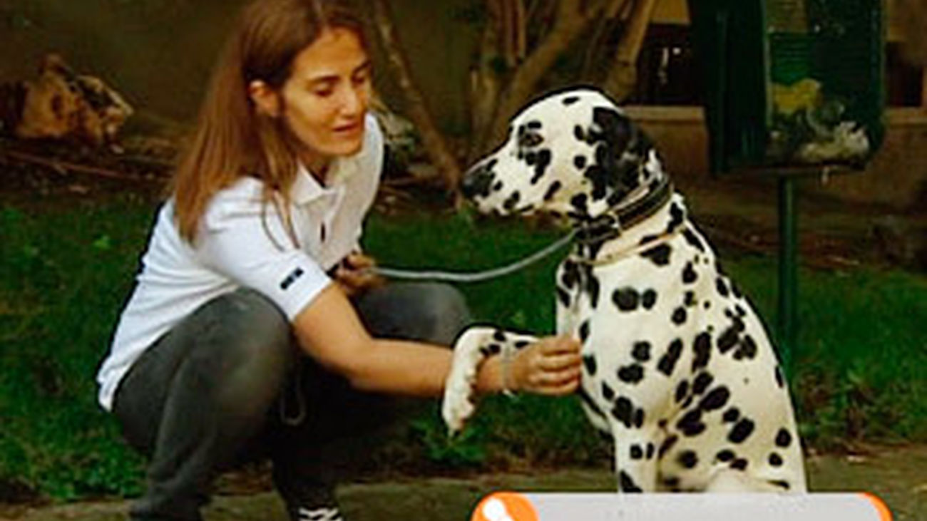 Todo sobre los dálmatas