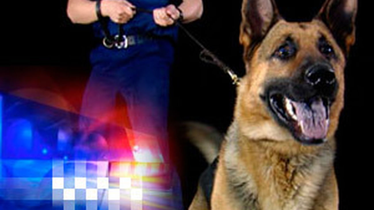 Destacado perros policía
