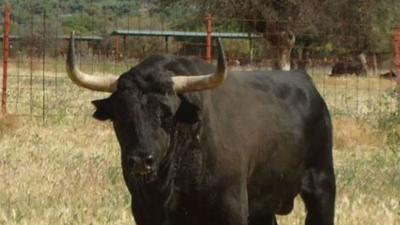 Miles de personas arropan al Toro de la Vega pese a los intentos para impedirlo