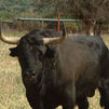 Tordesillas recuperará el Toro de la Vega sin muerte