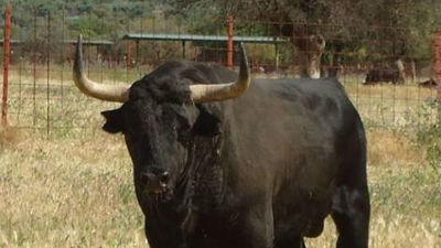 Miles de personas arropan al Toro de la Vega pese a los intentos para impedirlo