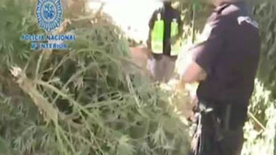 Intervenidos 427 kilos de marihuana que cultivaba una familia en Sevilla