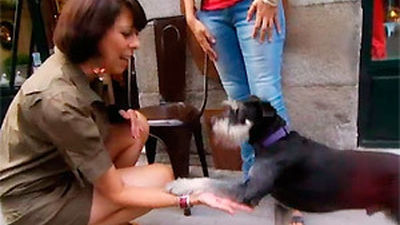 Conocemos el Madrid perruno