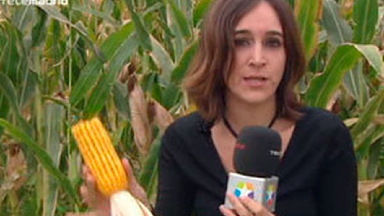 Empieza la recogida del maíz