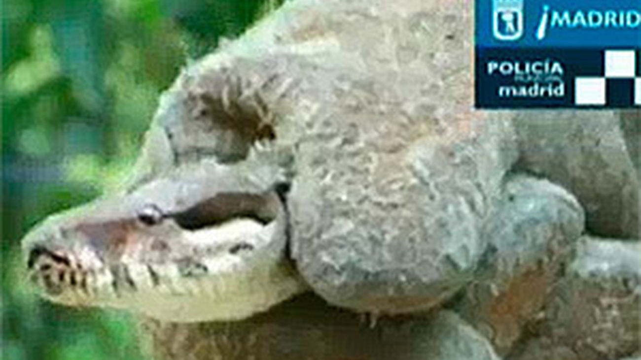 ¡Una boa en la terraza!