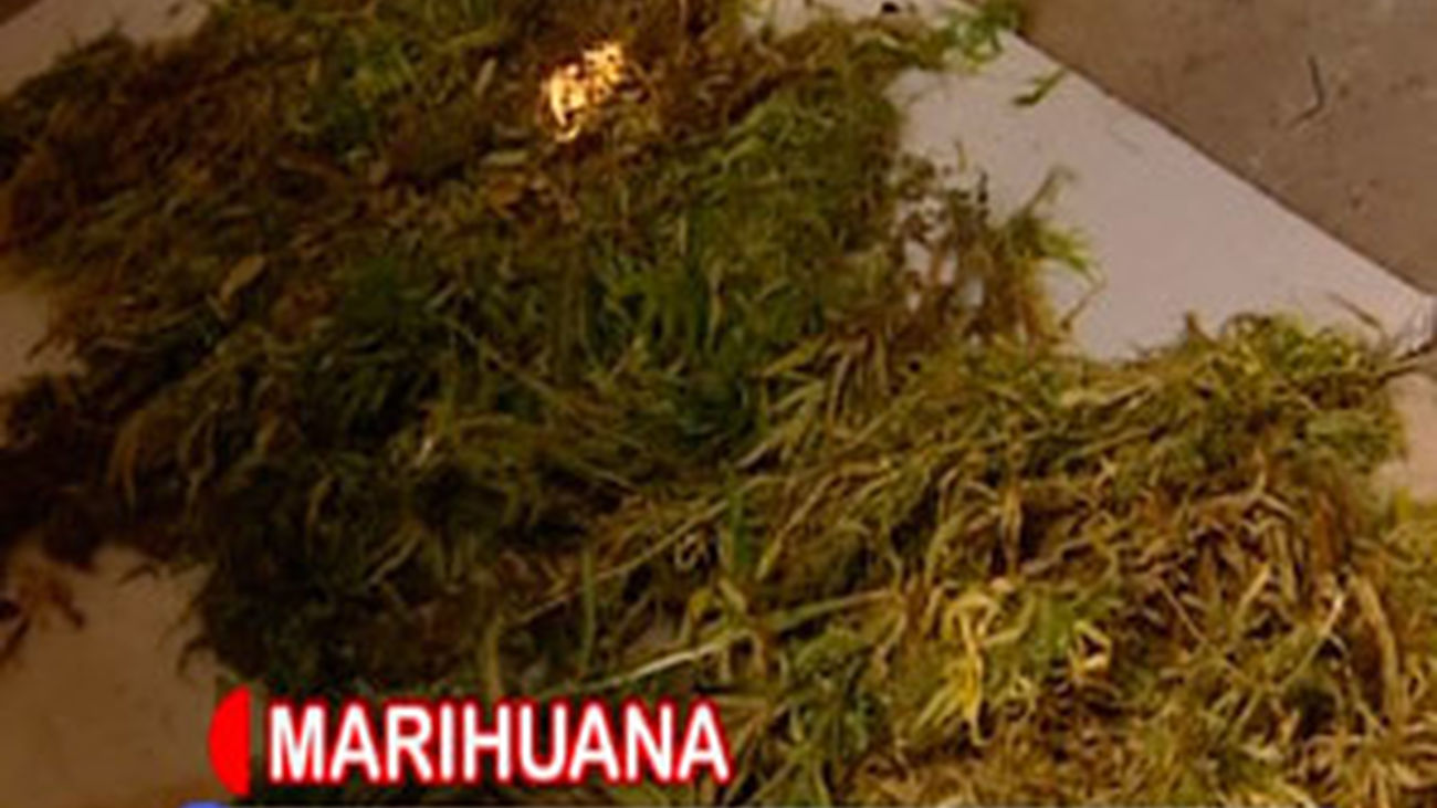 Una plantación de marihuana en su patio
