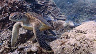 Google Maps presenta sus primeras  imágenes submarinas