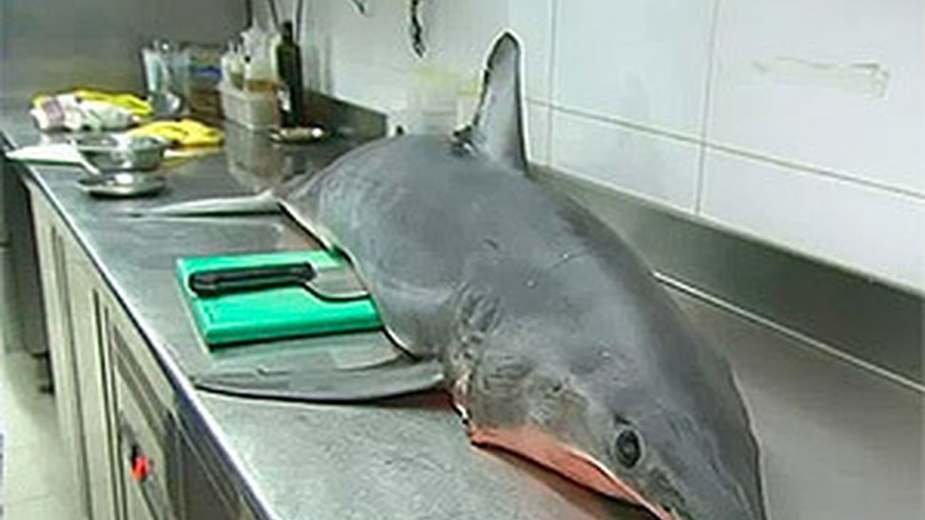 ¿Qué hacer con un tiburón de 46 kilos?