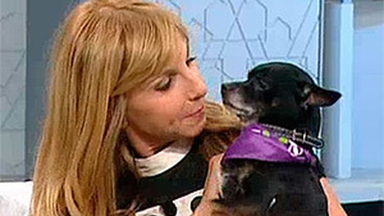 Preparados, listos... ¡guau!: llega el primer Perromatón