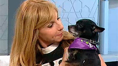 Preparados, listos... ¡guau!: llega el primer Perromatón